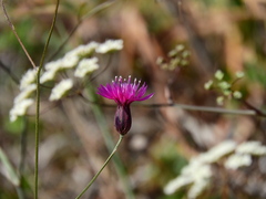 Crupina crupinastrum