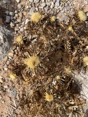Carlina hispanica