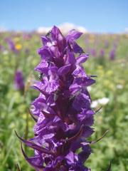 Dactylorhiza urvilleana
