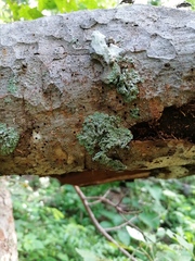 Menegazzia subsimilis