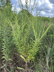 Solidago altissima