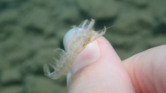 Alpheidae