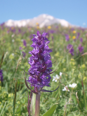 Dactylorhiza urvilleana
