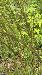 Schizachyrium scoparium