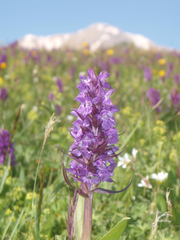 Dactylorhiza urvilleana