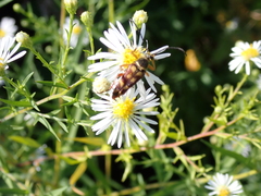 Typocerus velutinus
