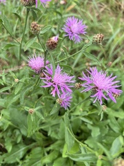 Centaurea