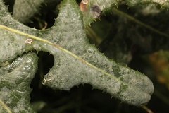 Golovinomyces cichoracearum