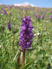 Dactylorhiza urvilleana