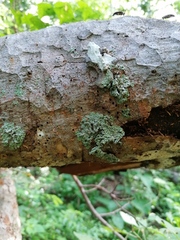 Menegazzia subsimilis