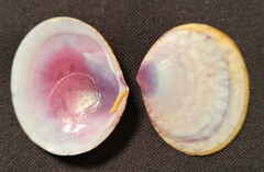 Semele purpurascens