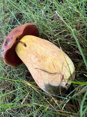 Neoboletus