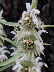 Monarda citriodora austromontana