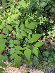 Koelreuteria
