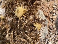 Carlina hispanica