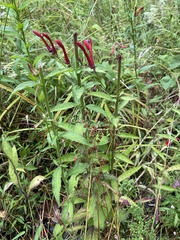 Lobelia cardinalis
