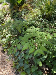 Koelreuteria