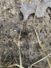Tigrosa helluo