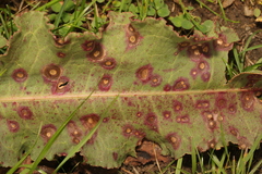 Ramularia rubella