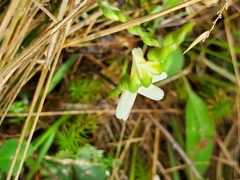 Spiranthes cernua