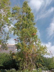 Populus nigra