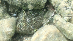 Cliona viridis