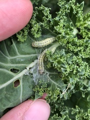 Evergestis forficalis