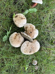 Caloboletus inedulis