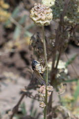 Lyristes plebejus