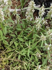 Monarda citriodora austromontana