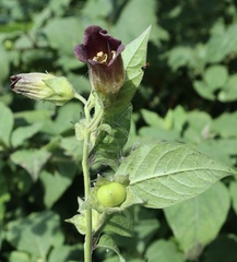 Atropa belladonna