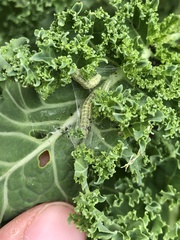 Evergestis forficalis