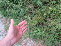 Solidago arguta arguta