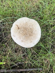 Caloboletus inedulis