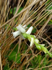 Spiranthes cernua
