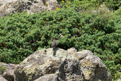 Turdus torquatus