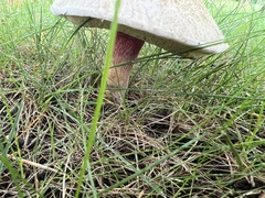 Caloboletus inedulis