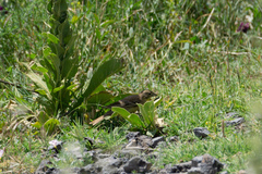 Emberiza melanocephala