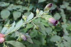 Atropa belladonna