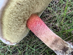 Caloboletus inedulis