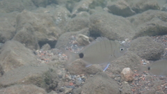Diplodus sargus