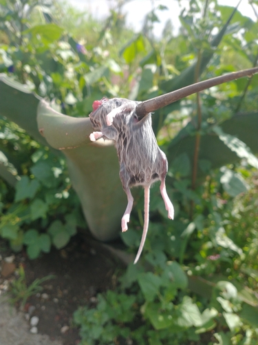Southern Deer Mouse