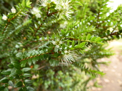 Metrosideros stipularis