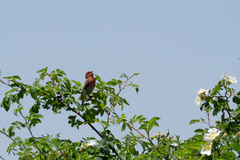 Carpodacus erythrinus