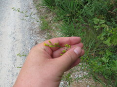 Solidago arguta arguta