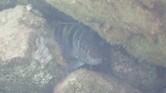 Serranus scriba