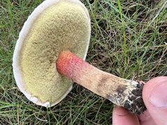 Caloboletus inedulis