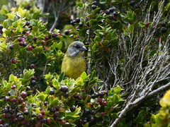 Phrygilus patagonicus