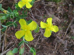 Hypericum tetrapetalum