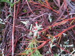 Cladonia leporina